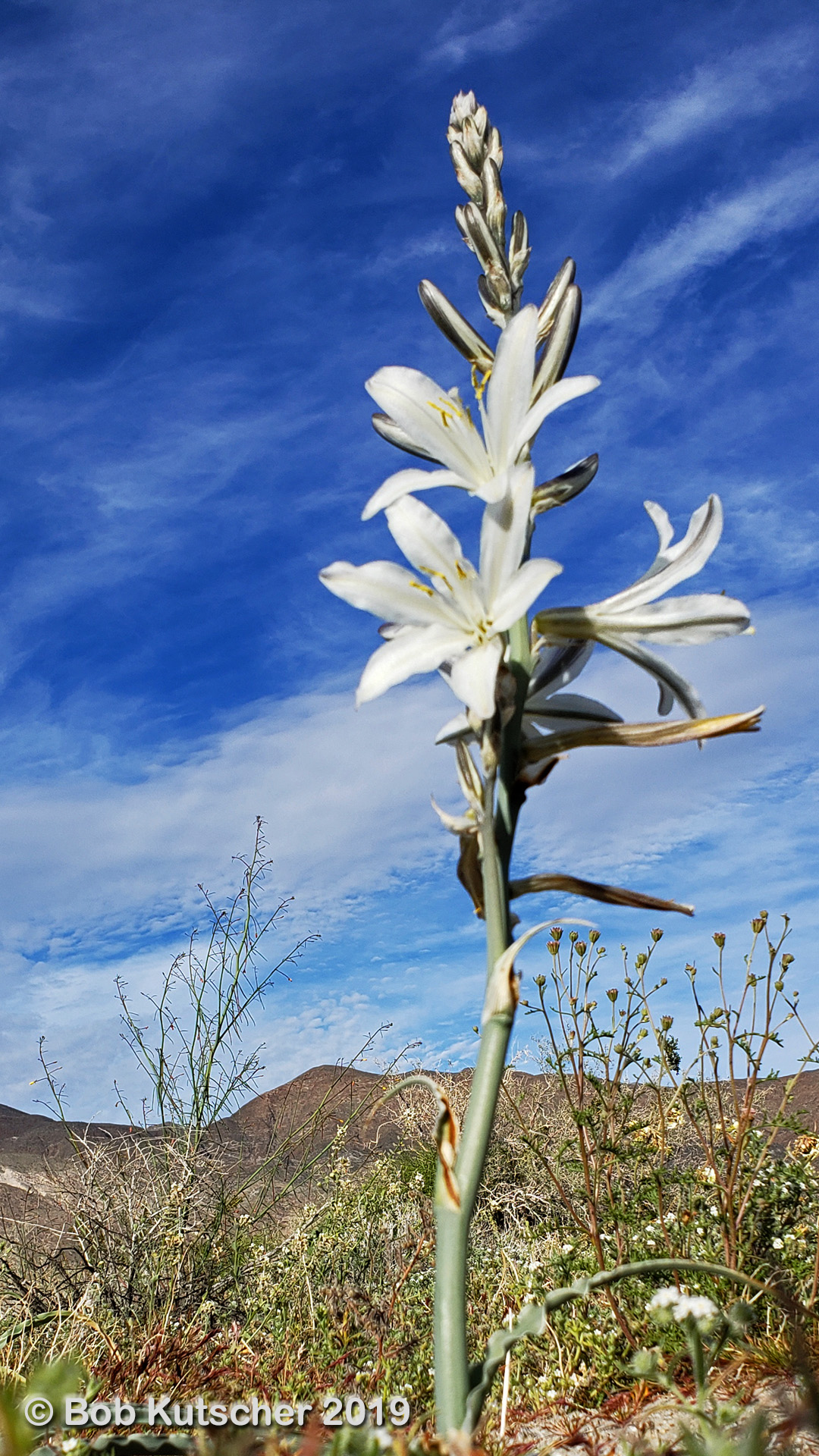 Borrego Springs, CA Superbloom 2019